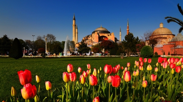 Istanbul Tulip